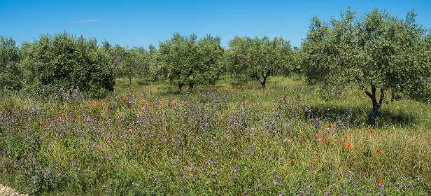 7: 160608-104938_Valensole-Pano
