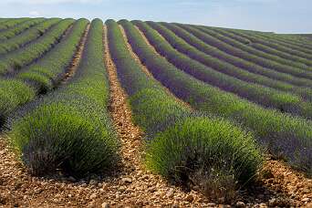 Plateaux de Valensole