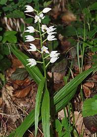 6: Tarascon_120529_04