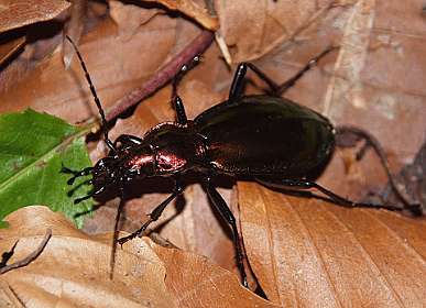 7: Tarascon_120529_05