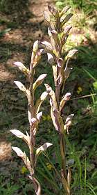 11: Tarascon_120529_09