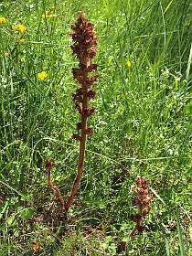 16: Tarascon_120529_14