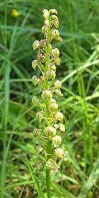 17: Tarascon_120529_15