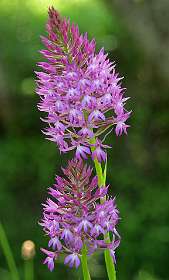 18: Tarascon_120529_16