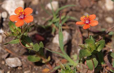 23: Vicdessos_120530_22