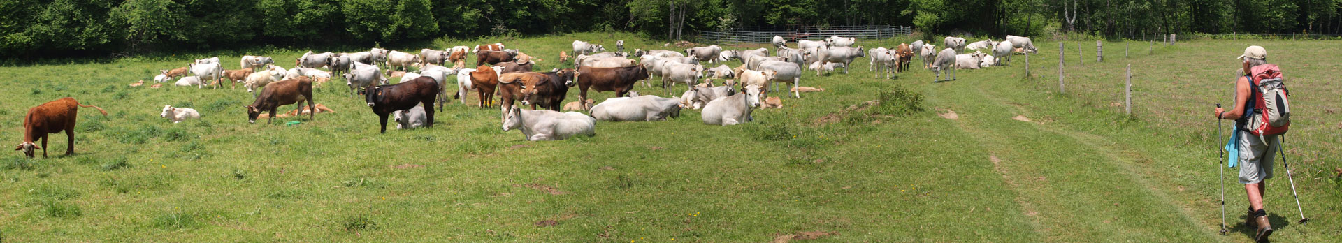 Klik om de knoppen te tonen of te verbergen
