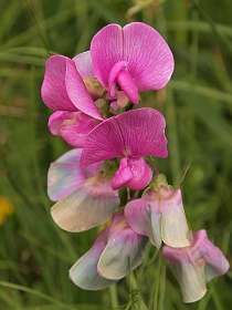 13: Barbiere_120604_12