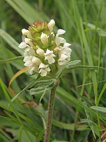 2: Barbieres_120606_01