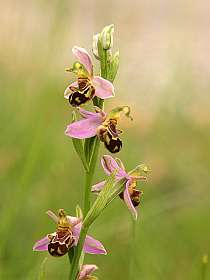 3: Barbieres_120606_02