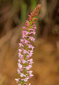 7: Barbieres_120606_06