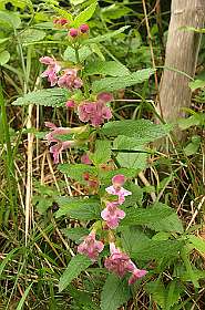 8: Barbieres_120606_07