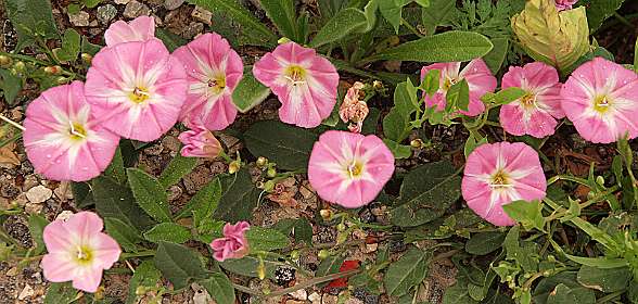 11: Barbieres_120606_10