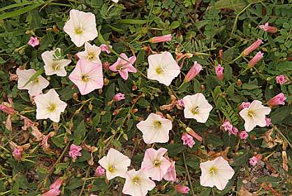 12: Barbieres_120606_11