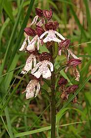 16: Barbieres_120606_15