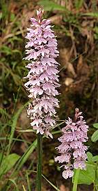 17: Barbieres_120606_16