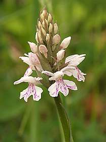 18: Barbieres_120606_17