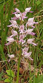 19: Barbieres_120606_18