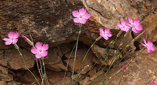 21: Barbieres_120606_20