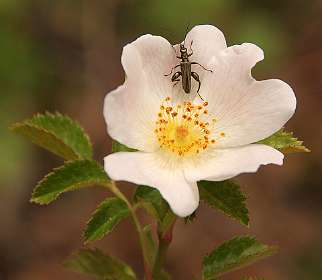 23: Barbieres_120606_22