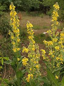 26: Barbieres_120606_25