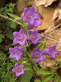 27: Barbieres_120606_26