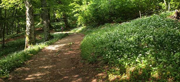 6: Plateau_Ambel_120607_05<br>Daslook in het bos