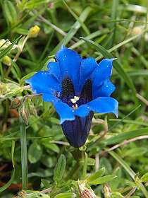 23: Plateau_Ambel_120607_22<br>Gentiaan