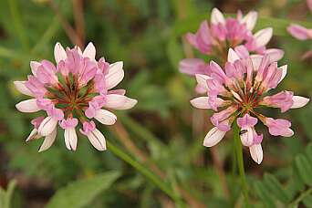Bloemen wandeling bij Barbières