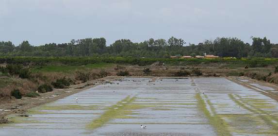 24: 10 16 05_0645<br>Zoutwinning in het natuurgebied Lilleau des Niges