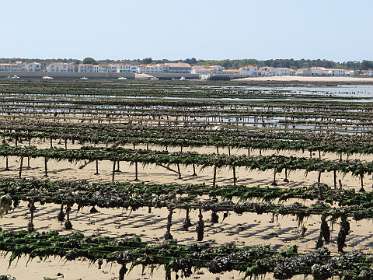 51: 10 17 05_0736<br>Oesterbanken voor Rivedoux plage