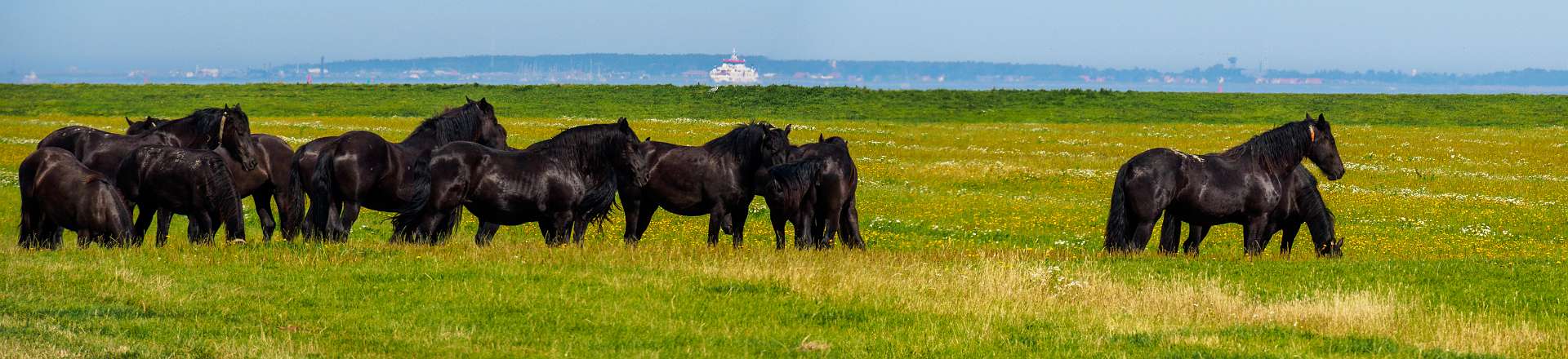 Klik om de knoppen te tonen of te verbergen