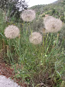 Uitgebloeide Morgenster