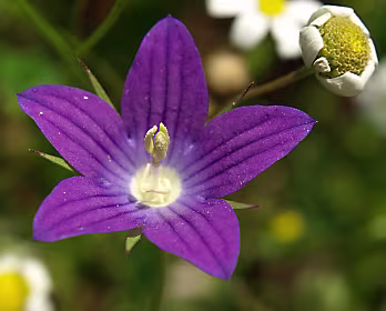 Campanula