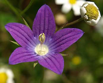 Campanula