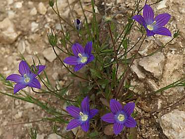 Campanula