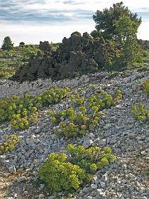 Euforbia's op Mt Roudi