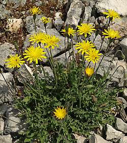 Geel Streepzaad / Crepis