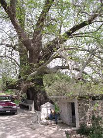 Grootste plataan van Samos in Nikoloudes