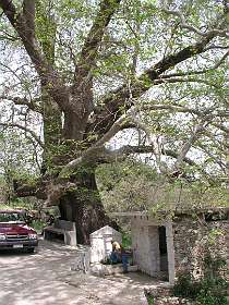 Grootste plataan van Samos in Nikoloudes