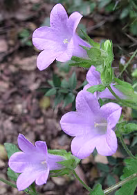 Campanula
