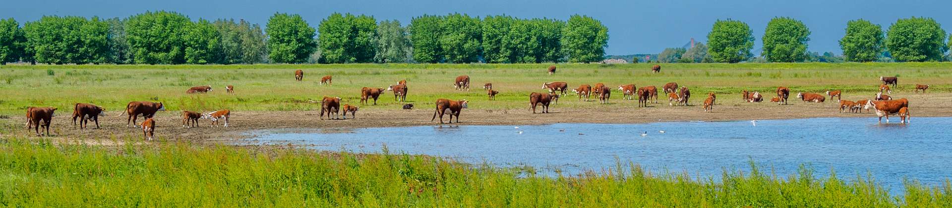 Klik om de knoppen te tonen of te verbergen
