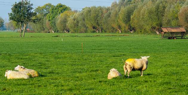Tuylermarkerpad, klompenpad