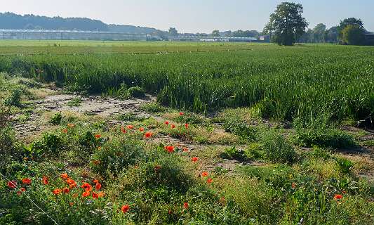 Tuylermarkerpad, klompenpad<br>Gladiolen velden