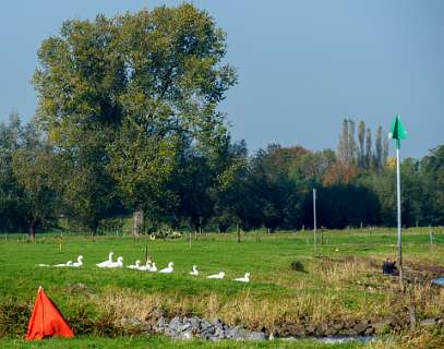 Tuylermarkerpad, klompenpad