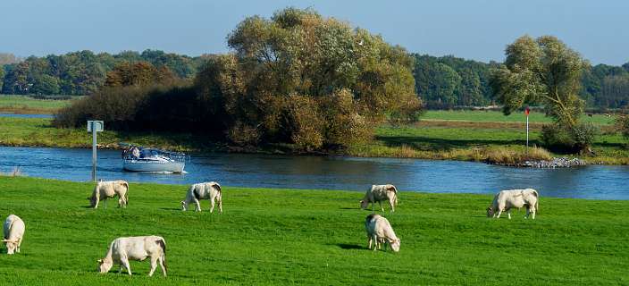 Tuylermarkerpad, klompenpad