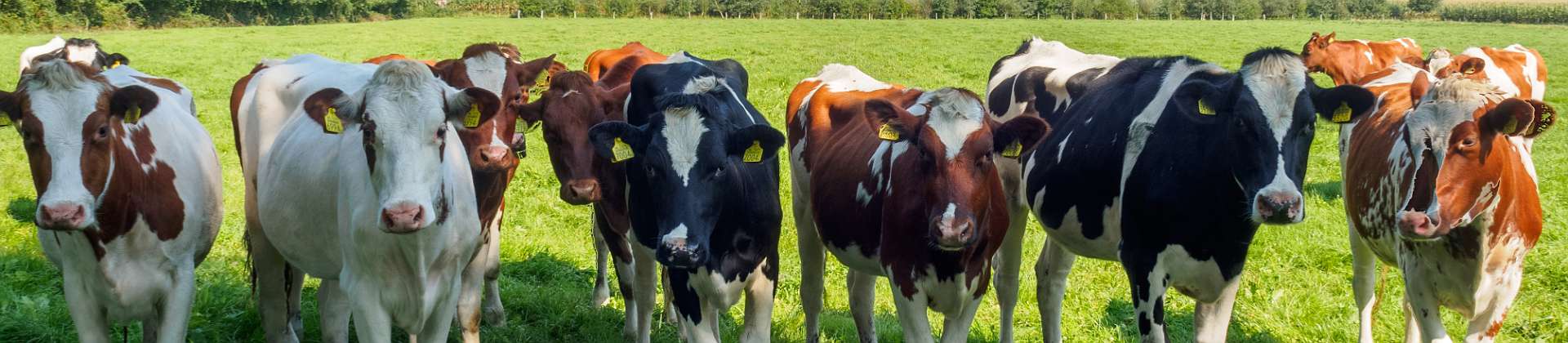 Klik om de knoppen te tonen of te verbergen