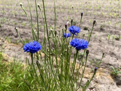 9: IMG_0793<br>KOrenbloemen