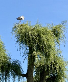 12: IMG_0759