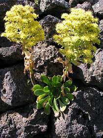 Aeonium arboreum