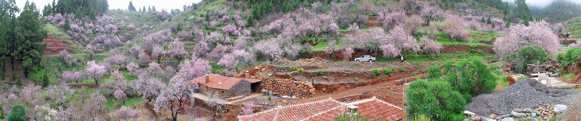 Amandel boomgaarden bij Puntagorda